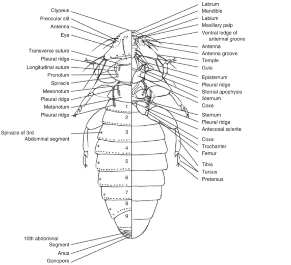 Figure 1 Diagram of a chewing louse with display of dorsal view (left) and ventral view (right) (8) 