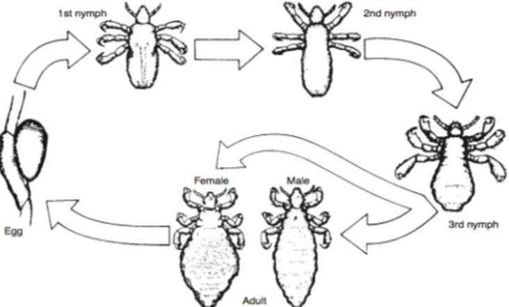 Figure 2  Life cycle of head lice, Pediculus humanus capitis (1) 