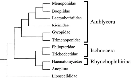 Figure 3 Taxonomic organization of suborders and families (4) 