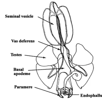 Figure 5 Internal features of chewing lice. Male reproductive tract of Craspedorrhynclus spathulatus  (Ischinocera: Philopteridae) ex Black Kite (Milvus m