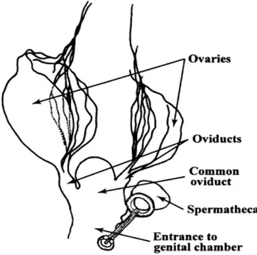 Figure 6 Internal features of chewing lice. Female reproductive tract of Philopterus ocellarus (Ischnocera: Philopteridae) ex  Carrion Crow (Corvus corona sharpii) (4) 