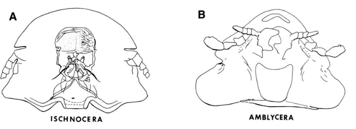 Figure 7 Outline of head of suborder Ischnocera (A) and Amblycera (B) (13) 