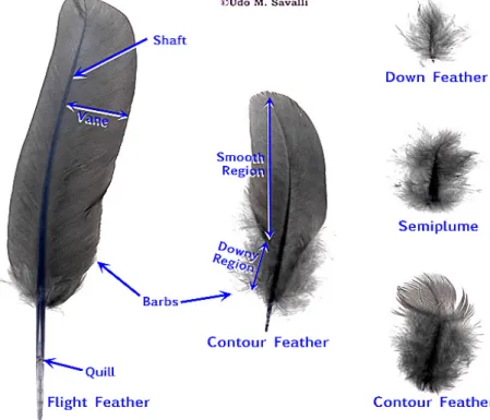 Figure 8 Different types of feathers (37) 