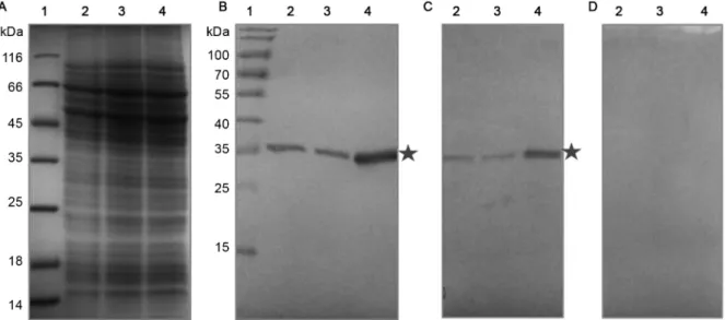 Fig. 1: recognition of the endogenous and overexpressed TcNMNAT protein in cellular extracts