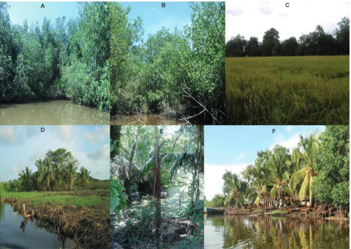 Fig. 2: ecosystems sampled in San Bernardo del Viento (Córdoba). (A-B) Mangrove forest; (C) rice fields in mangrove forest; (D) pastures; 