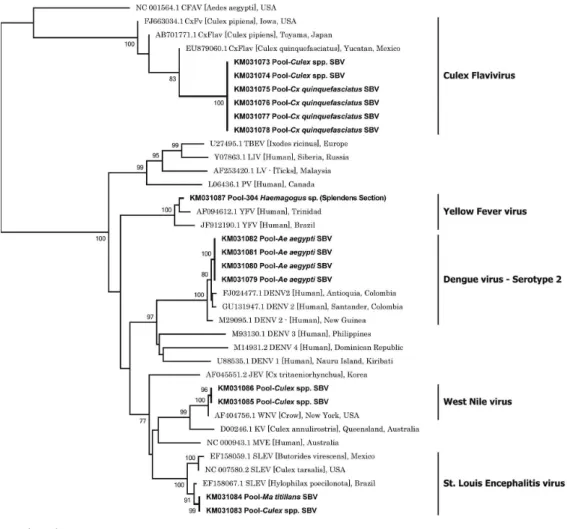 Fig. 4: neighbour-joining analysis used to identify Flavivirus sequences detected in mosquitoes (515 nt, NS5)