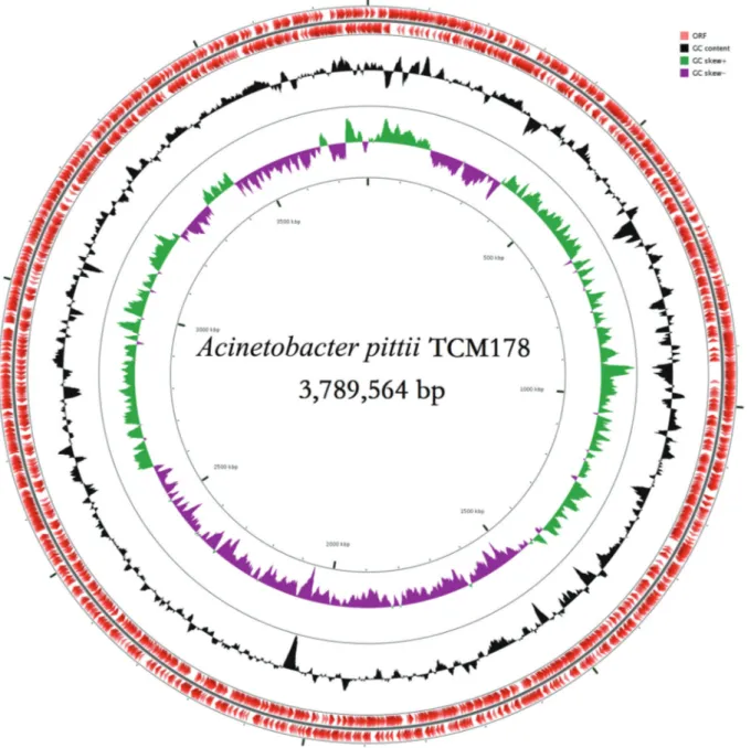 Fig. 1: graphical circular map of the genome of Acinetobacter pittii strain TCM178. The two inner circles indicate the G+C content plotted  against the average G+C content of 37.60% (black circle) and GC skew information (green and purple circles)