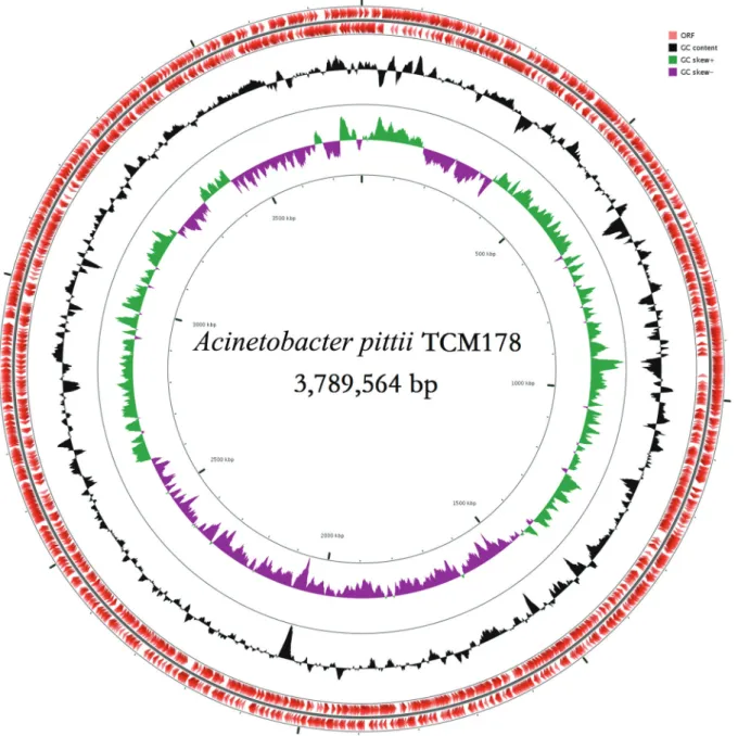 Fig. 1: graphical circular map of the genome of Acinetobacter pittii strain TCM178. The two inner circles indicate the G+C content plotted  against the average G+C content of 37.60% (black circle) and GC skew information (green and purple circles)