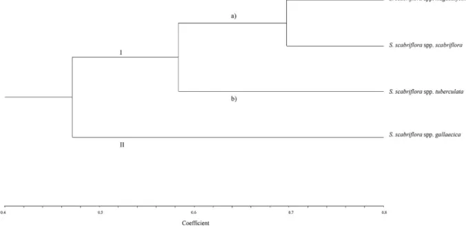 Fig. 2. Dendrogram of S. scabriﬂora subspecies showing genetic similarity, based on ISSR data, using the UPGMA method and SM coefﬁcient.