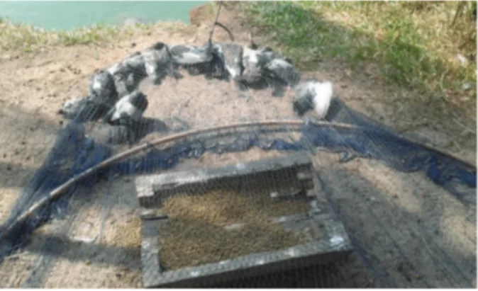 Fig. 1: domestic pigeons (Columba livia) captured in the Mangal das  Garças Natural Park, Belém, state of Pará, trapped in a circular net  with borders made of a polyvinyl chloride pipe.