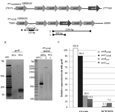 Fig. 1: differential expression of arginine catabolism ( arc) operons and transcriptional regulators ArcR