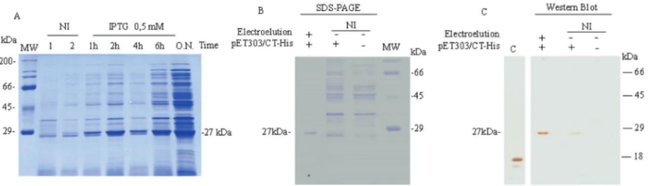 Fig. 2: expression, purification, and detection of the recombinant argenine transcriptional regulator arginine catabolism mobile element (rAr- (rAr-cR ACME ) protein
