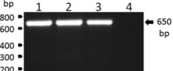 Fig. 1: detection of genomic RNA of yellow fever virus (YFV) by re- re-verse transcriptase polymerase chain reaction (RT-PCR) analysis in  plasma samples of howler monkeys from Velho Rio farm, in Areinha,  Espírito Santo, Brazil
