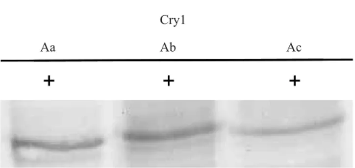 Figura 1. Capacidade de ligação das proteínas Cry1Aa,  Cry1Ab e Cry1Ac, marcadas com biotina, aos receptores  de vesículas de membrana da microvilosidade apical do  intestino médio de lagartas de Helicoverpa armigera