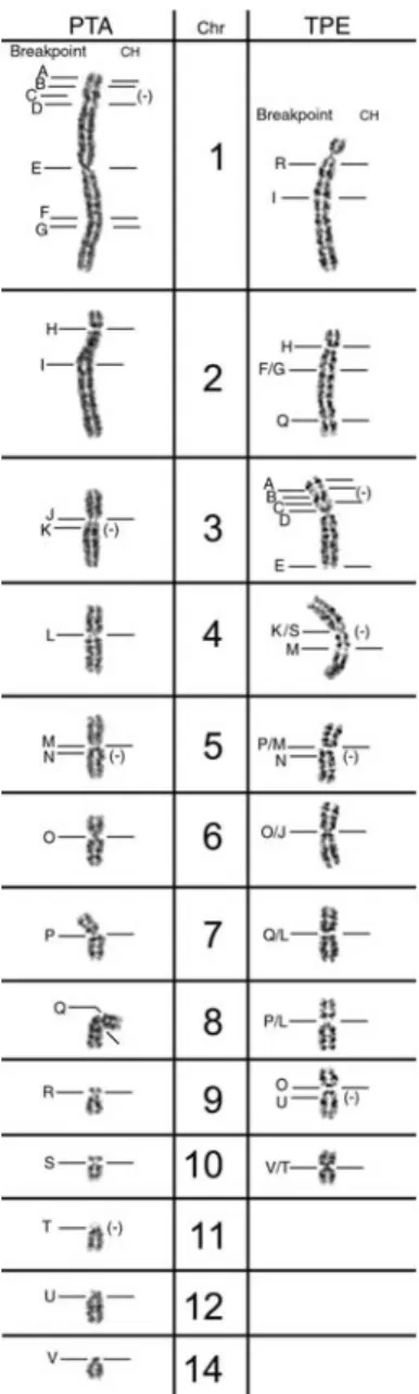Figure  3.    Homologous  breakpoints  in  Pecari  tajacu  (PTA)  and Tayassu pecari (TPE) (assigned by comparative chromosome painting  with pig  probes)  named  with letters (A  to V)  in the  G-banded karyotypes