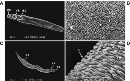 Fig. 3: scanning electron microscopy (SEM) of Schistosoma mansoni juvenile (A-B) and adult male worms (C-D) incubated in pure medium  (negative control) for 24 h showing: (A) juvenile worm with an oral sucker (OS), ventral sucker (VS) and a bore (BO) marki