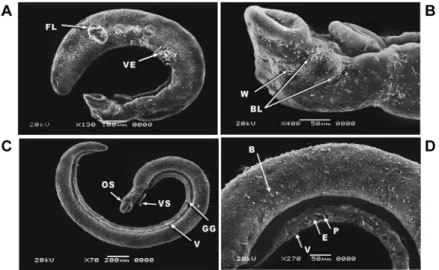 Fig. 4: scanning electron microscopy (SEM) of Schistosoma mansoni juvenile (A-B) and adult male worms (C-D) exposed to 5 µg/mL of Pra- Pra-ziquantel (PZQ) (positive control) for 24 h showing: (A) juvenile worm contraction with vesicles (VE) and focal lesio