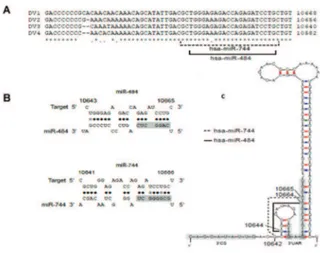 Fig.  1:  the  3′  UTR  of  Dengue  virus  (DENV)  RNA  contains  target  sequences for cellular miR-484 and miR-744