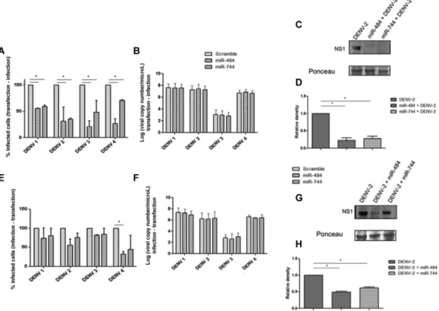 Fig. 3: overexpression of miR-484 and miR-744 modulates Dengue virus (DENV) replication
