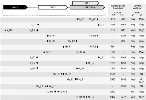 Table II shows the comparison between the consen- consen-sus sequences obtained in p6 and p9 in relation to the  CLV-BR hs1 genome.