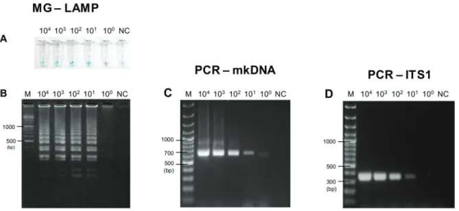 Fig. 2: sensitivity of malachite green-loop-mediated isothermal amplification (MG-LAMP), polymerase chain reaction of minicircle kinetoplast  DNA gene (PCR-mkDNA), and PCR-ITS1 to detect Leishmania martiniquensis simulated in sand flies