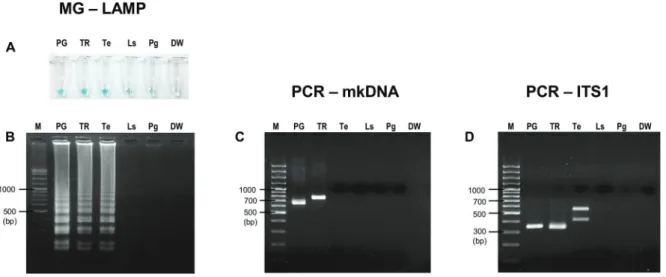 Fig. 3: specificity of malachite green-loop-mediated isothermal amplification (MG-LAMP), polymerase chain reaction of minicircle kinetoplast  DNA gene (PCR-mkDNA), and PCR-ITS1 to detect Leishmania martiniquensis