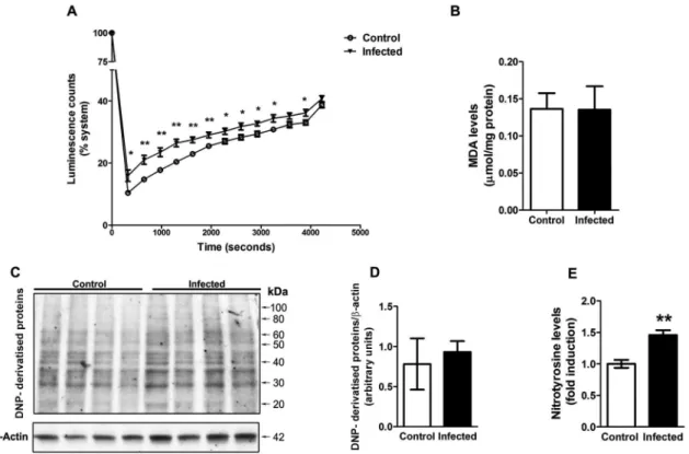 Fig. 2: liver parameters of oxidative stress in mice infected with Leishmania amazonensis