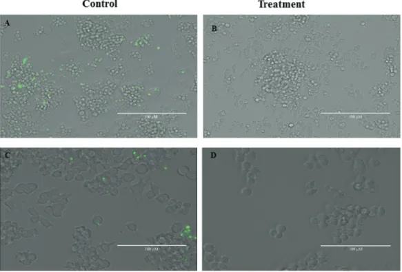 Fig. 2: visual evaluation of the macrophage infection assay using Leishmania braziliensis GFP