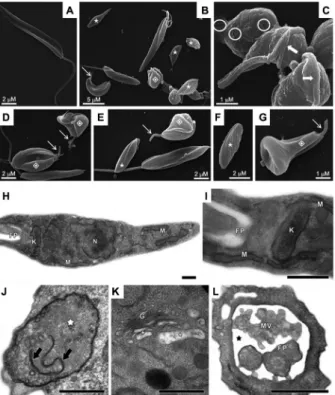 Fig. 1: scanning electron microscopy (SEM, A-G) and transmission  electron microscopy (TEM, H-L) of Phytomonas serpens after  treat-ment with MDL28170