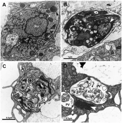 Fig. 4: effects of PK11195 on the ultrastructure of Leishmania amazonensis. Macrophages were infected and then not treated (A) or treated (B- (B-D) with 75 µM PK11195 for 24 h (B) or 48 h (C and (B-D)