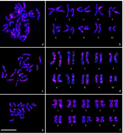 Figure  1.    FISH  with  SSR  probes  applied  on  chromosomes  of  Crassostrea  gigas