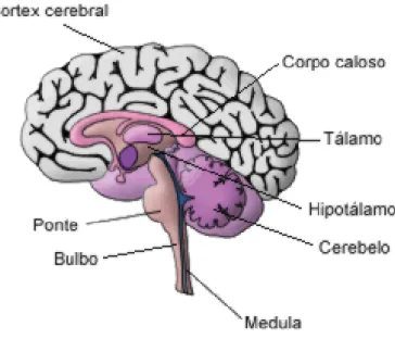 Figura 3: Esquema do cérebro  FONTE: Pereira, Joana. Disponível em: 