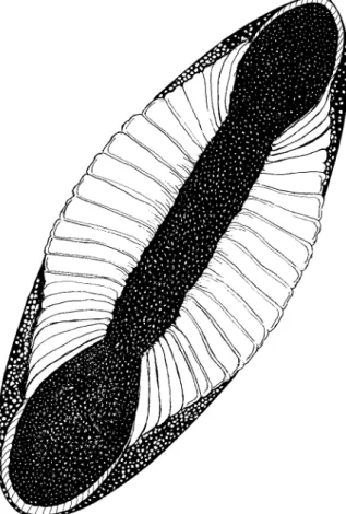 Fig. 4:  Anopheles halophylus n. sp. Entire egg, dorsal (upper) view, anterior end at top.