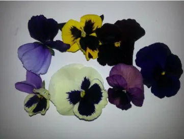 Figure 1 – Pansies of different colors studied in the present work. 