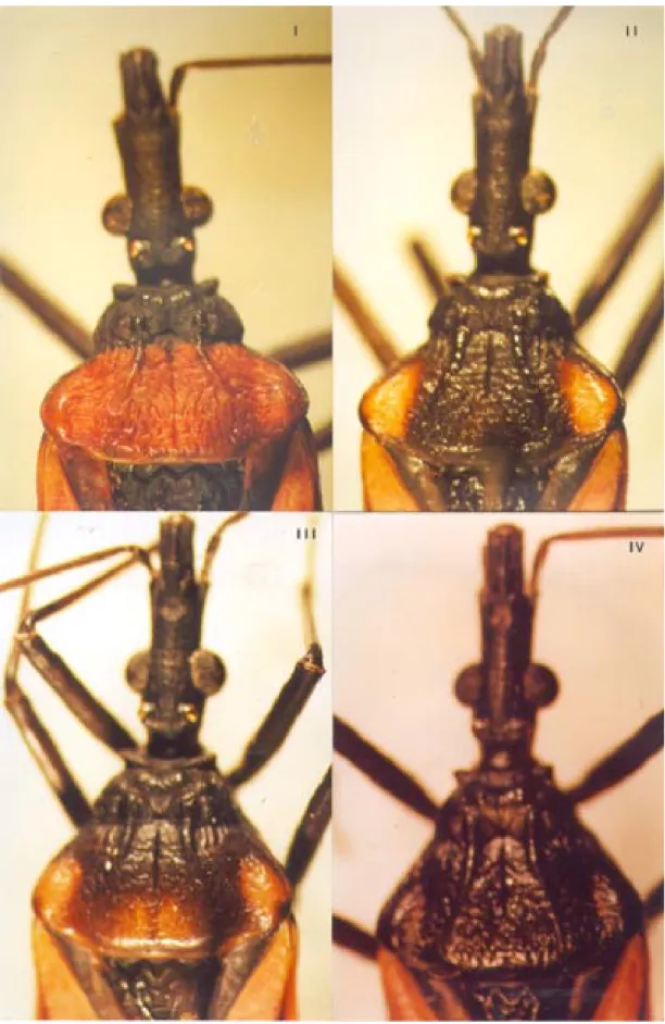Fig. 2: chromatic variations of four morphotypes of Triatoma rubrovaria in the State of Rio Grande do Sul, Brazil