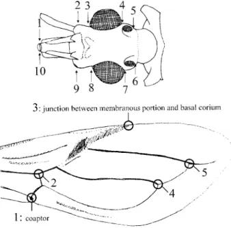 Fig. 1: points of reference measured as coordinates of heads and wings of Panstrongylus geniculatus