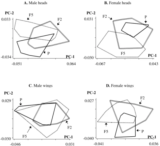 Fig. 4: projection of the heads and wings of individuals of each generation on the Principal Components PC-1 and PC-2