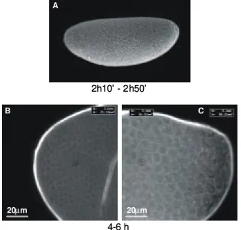 Fig. 1: Anopheles albitarsis preblastoderm (0-2 h old) embryo as viewed by confocal microscopy