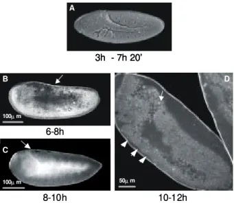 Fig. 5: germ band extension of Drosophila melanogaster (A, scan- scan-ning electron microscopy) and Anopheles albitarsis (B, C, D,  con-focal microscopy) embryos