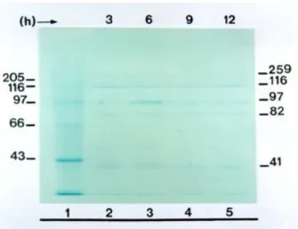 Fig. 1: kinectic of protein synthesis during the course of Mojuí dos Campos virus infection of Vero cells