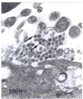 Fig. 2: supernatant of infected Vero cells (48 h p.i.) were negatively stained, showing spherical and complete Mojuí dos Campos viral particles containing a visible envelope (large arrow) that had fine surface projections (thin arrow).