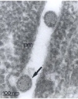 Fig. 6: ultrathin section of Mojuí dos Campos virus-infected Vero cell (36 h p.i.). Virus particles were seen inside the lumen of the Golgi (G) cisternae in dilated rims (arrow).