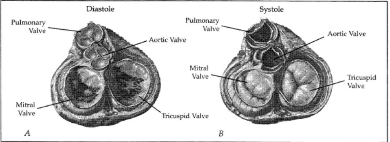 Figura 3-1 - Corte do coração mostrando as válvulas abrindo e fechando durante a  diástole e a sístole