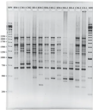 Fig. 2: three examples that represent the intensity of bands after staining with ethidium bromide