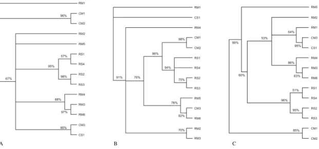 Fig. 3: dendrograms constructed from the set of primers. a: obtained by irreversibility approach; b: obtained by Dollo approach; c: obtained by UPGMA approach