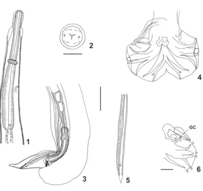 Figs 1-6. Freitastrongylus angelae n. gen., n. sp. - 1 to 3: Female-1: anterior extremity, right lateral view; 2: head, apical view; Bar = 30 µm; 3: posterior extremity, left lateral view; 4 to 6: male - 4: caudal bursa, ventral view; 5: left spicule, post