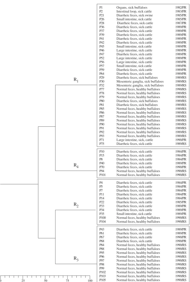 Fig. 2: dendrogram showing similarities among the ribotypes characterized for Yersinia pseudotuberculosis strains