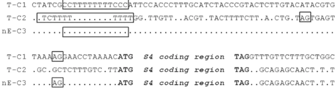 Fig. 2: ribosomal protein S4 genes, flanking sequences, and mapping of mRNA processing sites