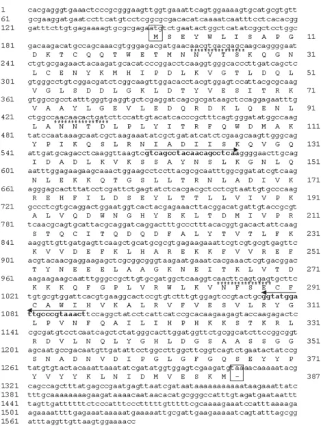 Fig. 1: sequence of V-ATPase cDNA. Arrows and bold letters indicate oligonucleotides used on reverse transcription-polymerase chain reaction experiments; numbers on the left side indicate nucleotide sequence length and on the right side indicate amino acid