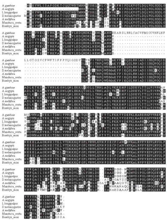 Fig. 2: multiple alignment of V-ATPase protein sequences from several insects. The alignment was built using the ClustalW (http://www.ebi.ac.uk/